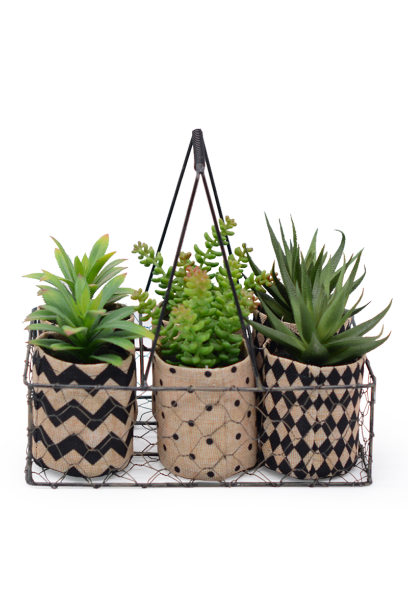 Mixed Succulent in Fabric Bag with Metal Basket