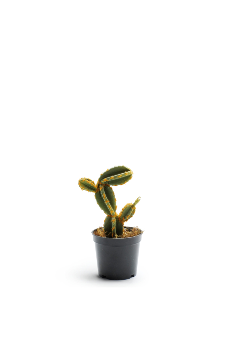 Cactus 23cm (Markdown)