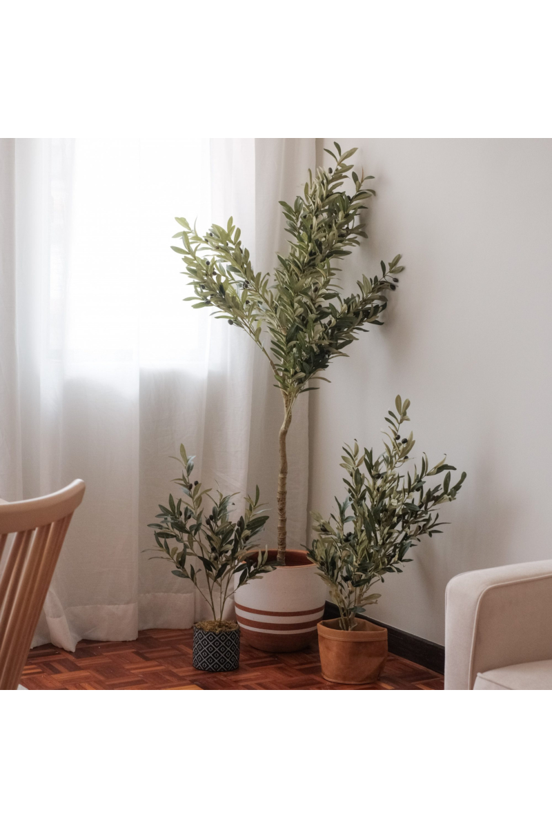 Olive Tree 80cm