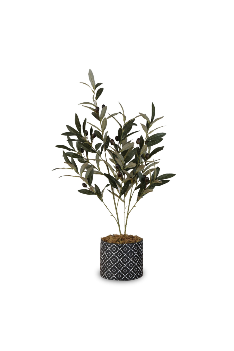 Olive Tree in Cement Pot 73cm