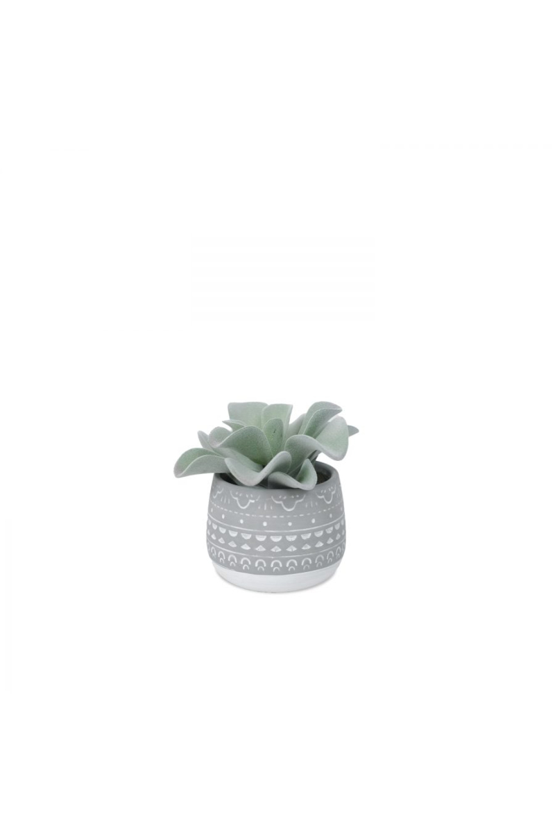 Crassula Silver Springtime In Ceramic Pot