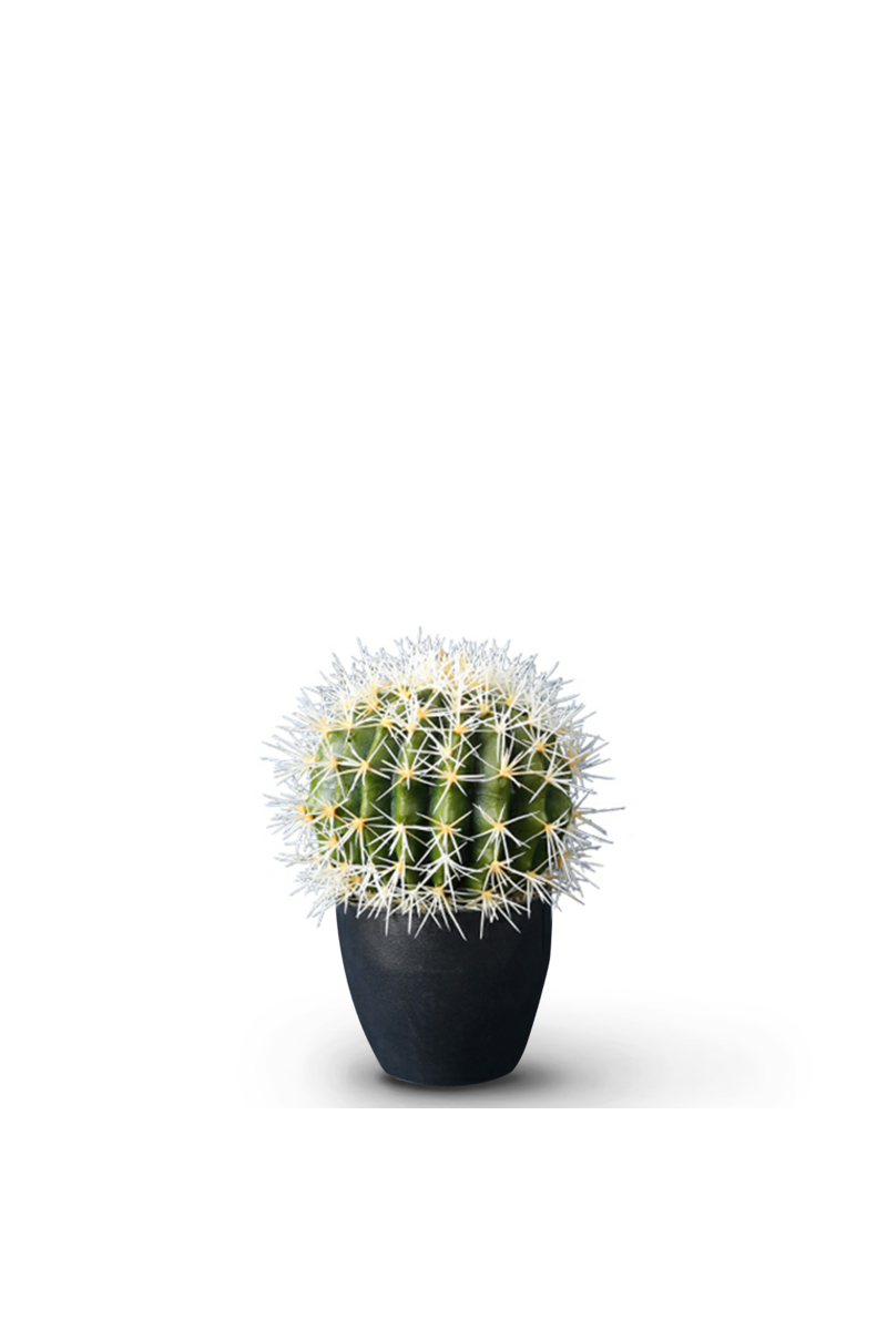 Cactus 28cm (Markdown)