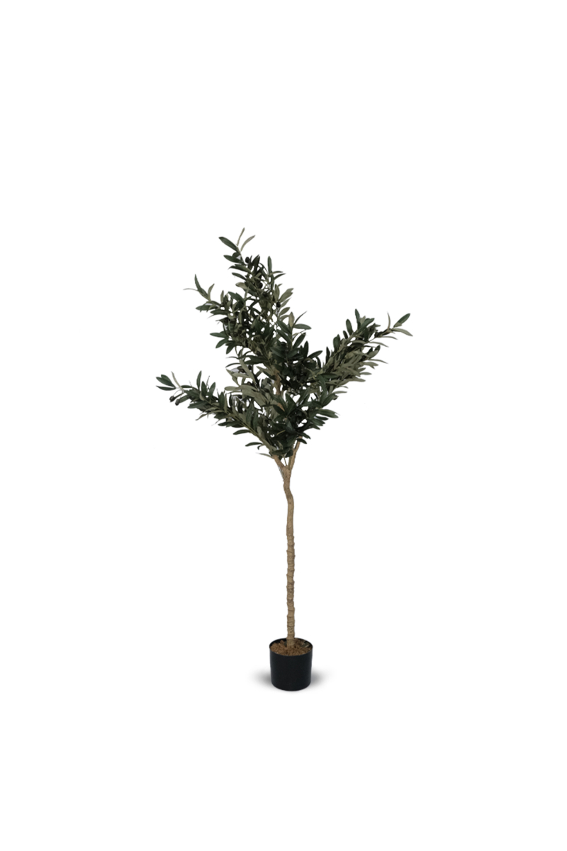 Olive Tree 170cm