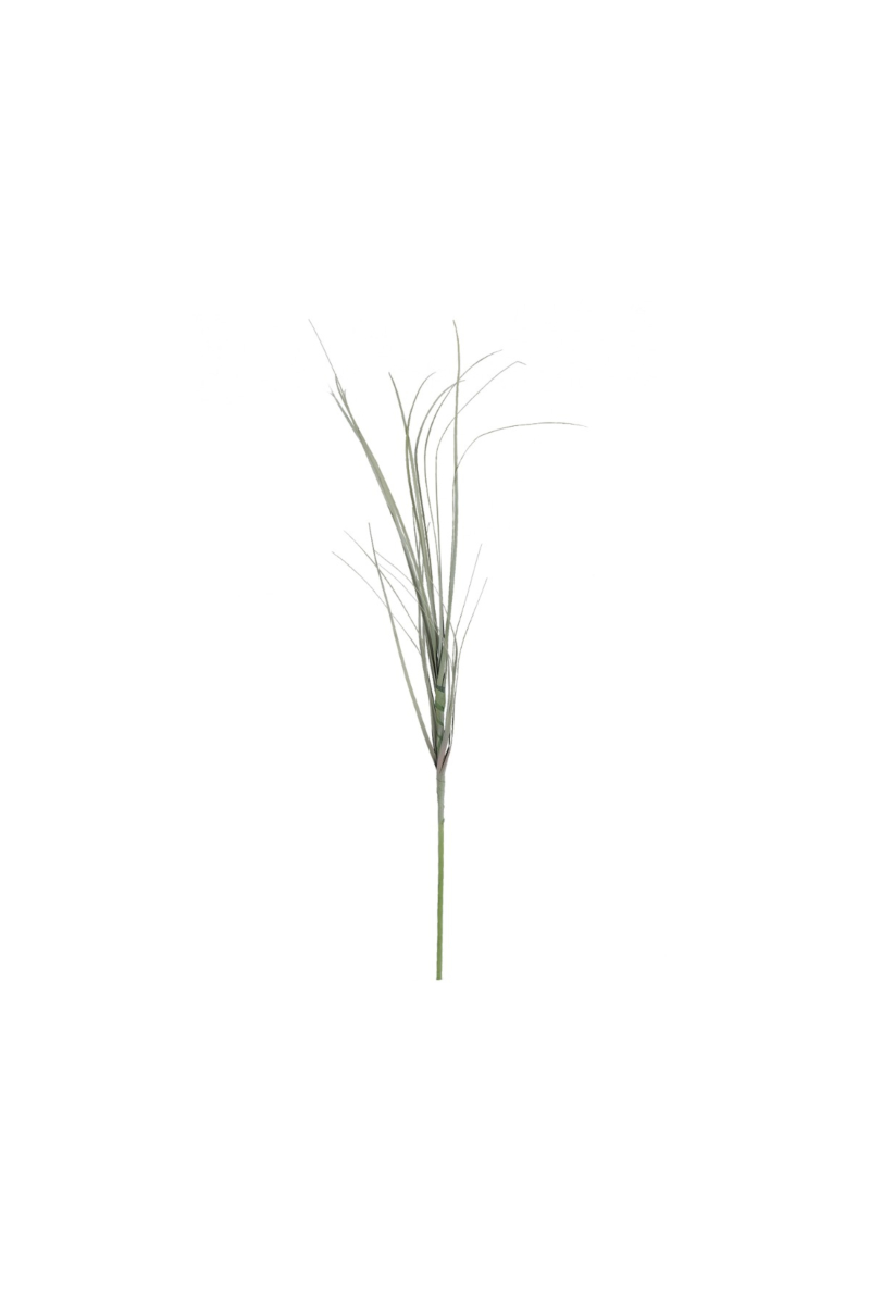 Onion Grass Stem 60cm